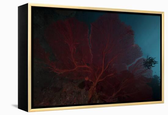 A Large Red Gorgonian Sea Fan and Black Crinoid, Fiji-Stocktrek Images-Framed Premier Image Canvas