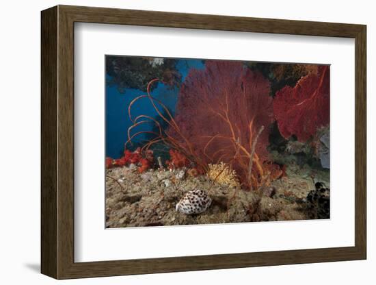 A Large Red Gorgonian Sea Fan and Tiger Cowrie in Waters Off Fiji-Stocktrek Images-Framed Photographic Print