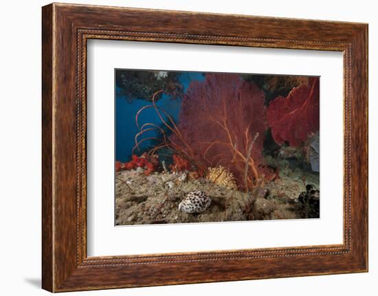 A Large Red Gorgonian Sea Fan and Tiger Cowrie in Waters Off Fiji-Stocktrek Images-Framed Photographic Print