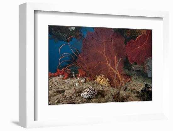 A Large Red Gorgonian Sea Fan and Tiger Cowrie in Waters Off Fiji-Stocktrek Images-Framed Photographic Print