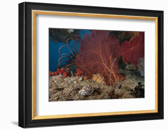 A Large Red Gorgonian Sea Fan and Tiger Cowrie in Waters Off Fiji-Stocktrek Images-Framed Photographic Print