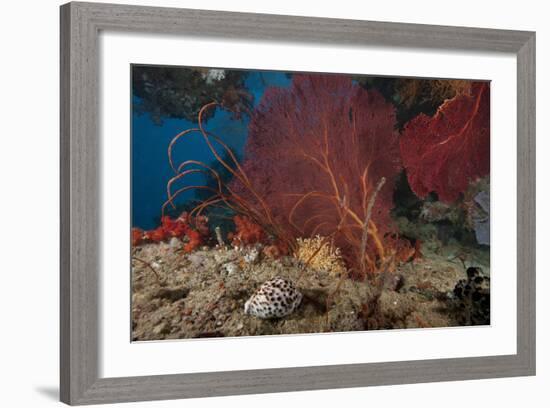 A Large Red Gorgonian Sea Fan and Tiger Cowrie in Waters Off Fiji-Stocktrek Images-Framed Photographic Print