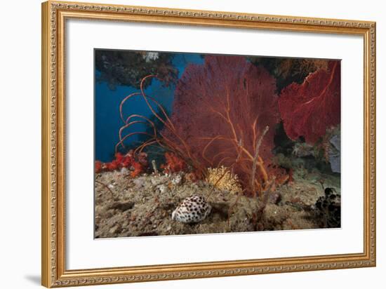 A Large Red Gorgonian Sea Fan and Tiger Cowrie in Waters Off Fiji-Stocktrek Images-Framed Photographic Print