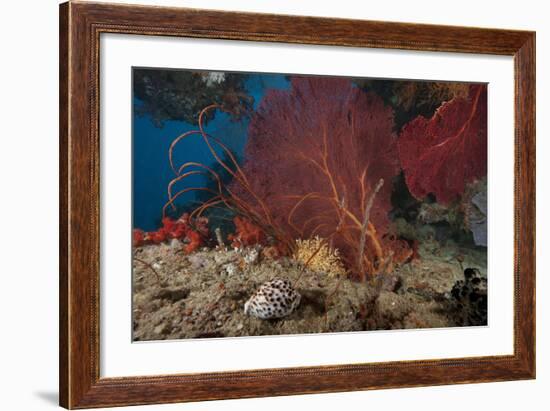 A Large Red Gorgonian Sea Fan and Tiger Cowrie in Waters Off Fiji-Stocktrek Images-Framed Photographic Print