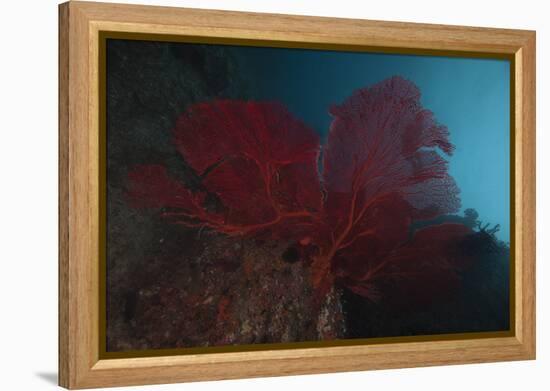 A Large Red Gorgonian Sea Fan, Beqa Lagoon, Fiji-Stocktrek Images-Framed Premier Image Canvas