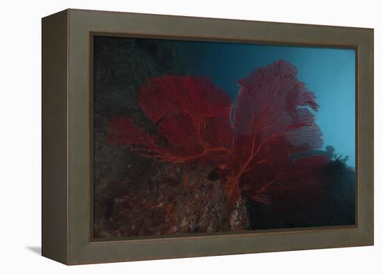 A Large Red Gorgonian Sea Fan, Beqa Lagoon, Fiji-Stocktrek Images-Framed Premier Image Canvas