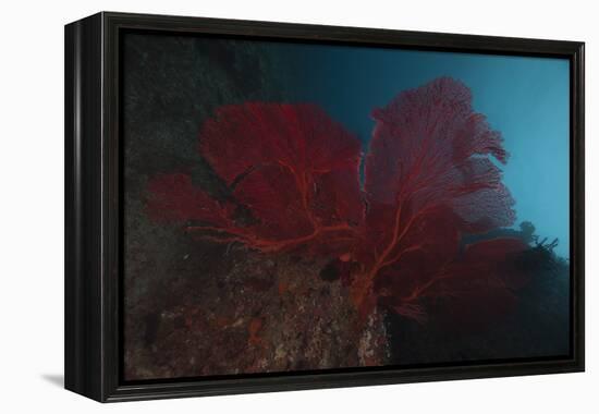A Large Red Gorgonian Sea Fan, Beqa Lagoon, Fiji-Stocktrek Images-Framed Premier Image Canvas