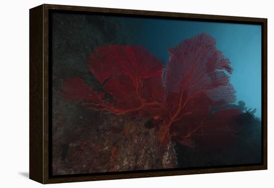 A Large Red Gorgonian Sea Fan, Beqa Lagoon, Fiji-Stocktrek Images-Framed Premier Image Canvas