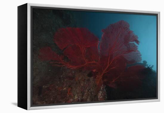 A Large Red Gorgonian Sea Fan, Beqa Lagoon, Fiji-Stocktrek Images-Framed Premier Image Canvas