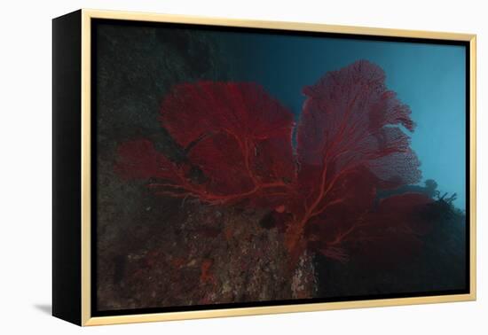 A Large Red Gorgonian Sea Fan, Beqa Lagoon, Fiji-Stocktrek Images-Framed Premier Image Canvas