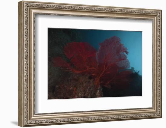 A Large Red Gorgonian Sea Fan, Beqa Lagoon, Fiji-Stocktrek Images-Framed Photographic Print