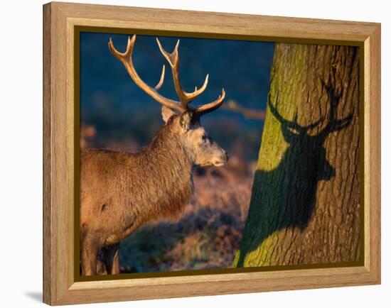A Large Red Stag Creates a Shadow on a Nearby Tree-Alex Saberi-Framed Premier Image Canvas