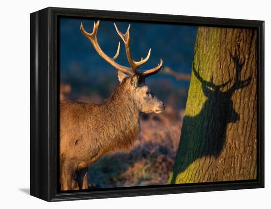 A Large Red Stag Creates a Shadow on a Nearby Tree-Alex Saberi-Framed Premier Image Canvas