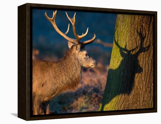 A Large Red Stag Creates a Shadow on a Nearby Tree-Alex Saberi-Framed Premier Image Canvas