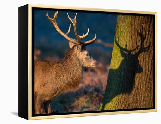 A Large Red Stag Creates a Shadow on a Nearby Tree-Alex Saberi-Framed Premier Image Canvas