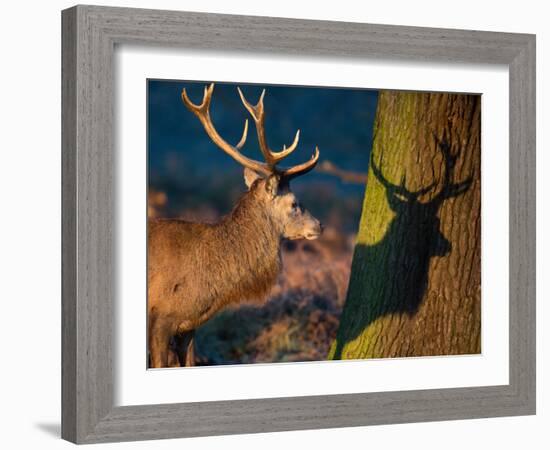 A Large Red Stag Creates a Shadow on a Nearby Tree-Alex Saberi-Framed Photographic Print