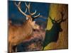 A Large Red Stag Creates a Shadow on a Nearby Tree-Alex Saberi-Mounted Photographic Print