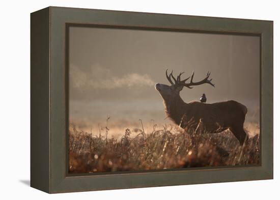 A Large Red Stag with a Jackdaw in the Early Morning Mists of Richmond Park-Alex Saberi-Framed Premier Image Canvas