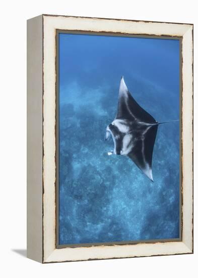 A Large Reef Manta Ray Swims Through Clear Water in Raja Ampat-Stocktrek Images-Framed Premier Image Canvas