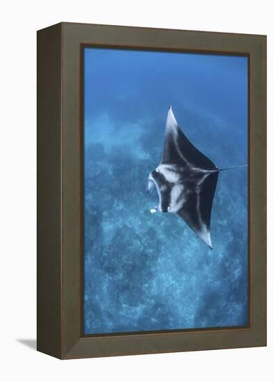 A Large Reef Manta Ray Swims Through Clear Water in Raja Ampat-Stocktrek Images-Framed Premier Image Canvas