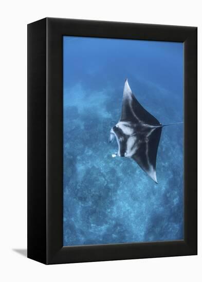 A Large Reef Manta Ray Swims Through Clear Water in Raja Ampat-Stocktrek Images-Framed Premier Image Canvas