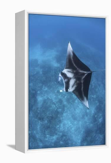 A Large Reef Manta Ray Swims Through Clear Water in Raja Ampat-Stocktrek Images-Framed Premier Image Canvas