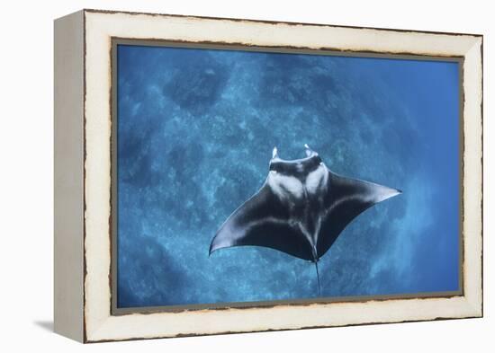 A Large Reef Manta Ray Swims Through Clear Water in Raja Ampat-Stocktrek Images-Framed Premier Image Canvas