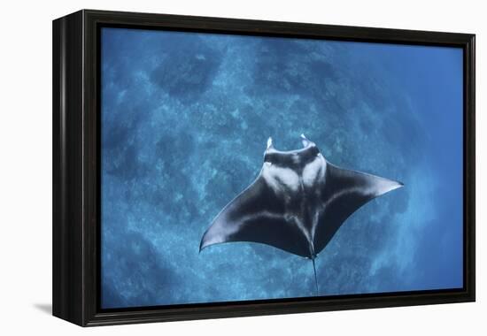 A Large Reef Manta Ray Swims Through Clear Water in Raja Ampat-Stocktrek Images-Framed Premier Image Canvas