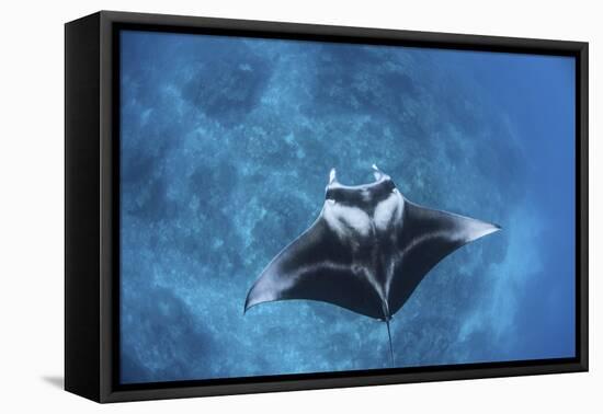 A Large Reef Manta Ray Swims Through Clear Water in Raja Ampat-Stocktrek Images-Framed Premier Image Canvas