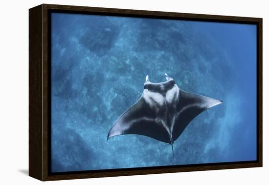 A Large Reef Manta Ray Swims Through Clear Water in Raja Ampat-Stocktrek Images-Framed Premier Image Canvas