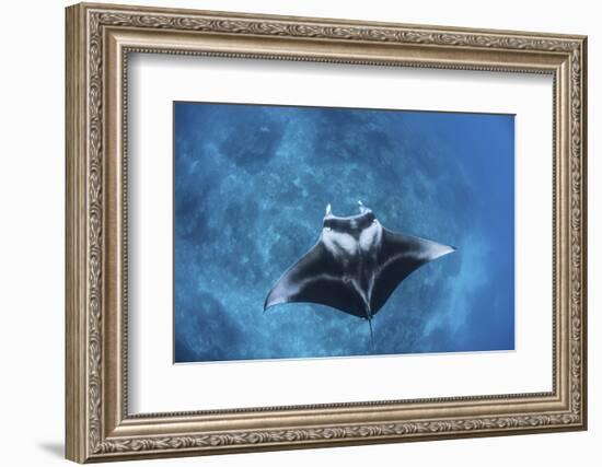 A Large Reef Manta Ray Swims Through Clear Water in Raja Ampat-Stocktrek Images-Framed Photographic Print