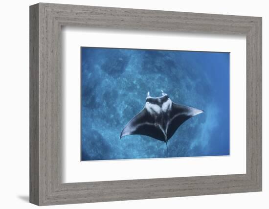 A Large Reef Manta Ray Swims Through Clear Water in Raja Ampat-Stocktrek Images-Framed Photographic Print