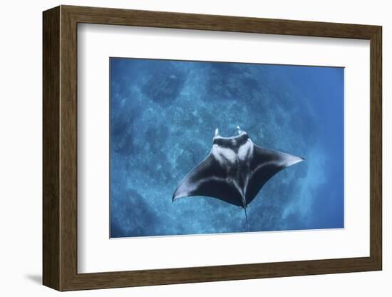 A Large Reef Manta Ray Swims Through Clear Water in Raja Ampat-Stocktrek Images-Framed Photographic Print