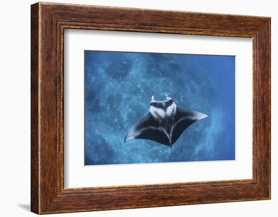 A Large Reef Manta Ray Swims Through Clear Water in Raja Ampat-Stocktrek Images-Framed Photographic Print