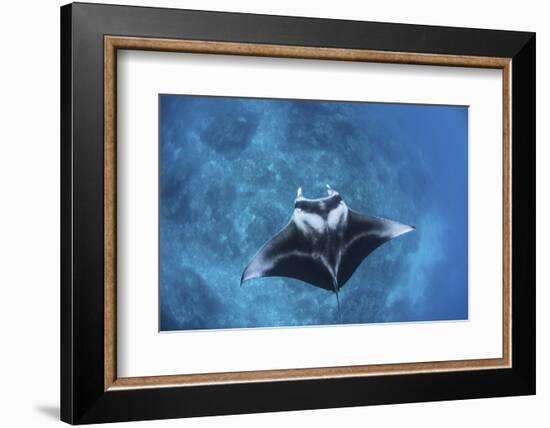 A Large Reef Manta Ray Swims Through Clear Water in Raja Ampat-Stocktrek Images-Framed Photographic Print