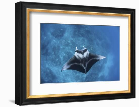 A Large Reef Manta Ray Swims Through Clear Water in Raja Ampat-Stocktrek Images-Framed Photographic Print