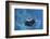 A Large Reef Manta Ray Swims Through Clear Water in Raja Ampat-Stocktrek Images-Framed Photographic Print