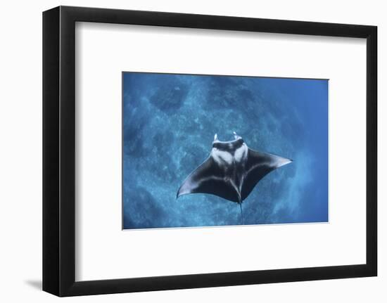 A Large Reef Manta Ray Swims Through Clear Water in Raja Ampat-Stocktrek Images-Framed Photographic Print