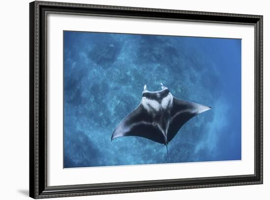 A Large Reef Manta Ray Swims Through Clear Water in Raja Ampat-Stocktrek Images-Framed Photographic Print