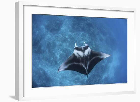 A Large Reef Manta Ray Swims Through Clear Water in Raja Ampat-Stocktrek Images-Framed Photographic Print