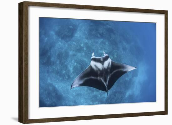 A Large Reef Manta Ray Swims Through Clear Water in Raja Ampat-Stocktrek Images-Framed Photographic Print