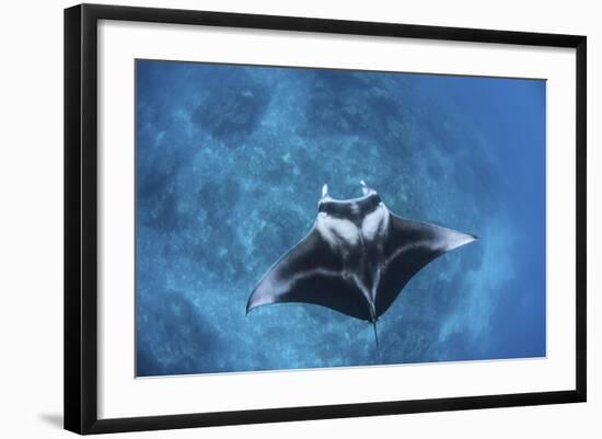 A Large Reef Manta Ray Swims Through Clear Water in Raja Ampat-Stocktrek Images-Framed Photographic Print