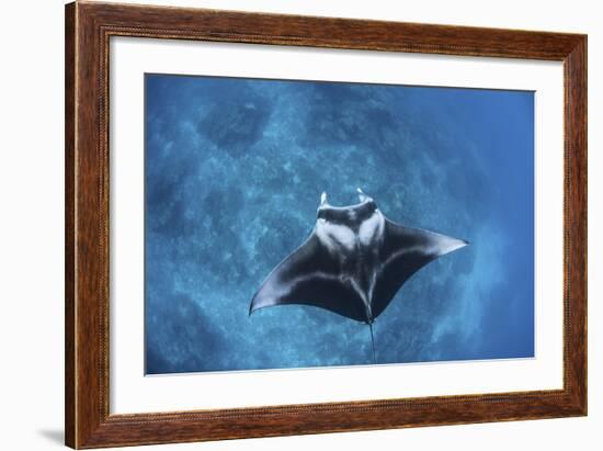 A Large Reef Manta Ray Swims Through Clear Water in Raja Ampat-Stocktrek Images-Framed Photographic Print