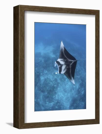 A Large Reef Manta Ray Swims Through Clear Water in Raja Ampat-Stocktrek Images-Framed Photographic Print