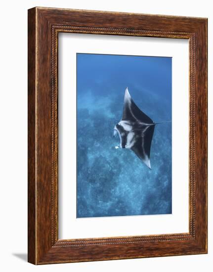 A Large Reef Manta Ray Swims Through Clear Water in Raja Ampat-Stocktrek Images-Framed Photographic Print