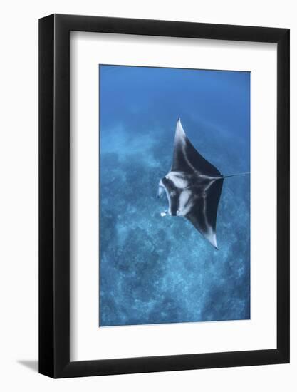 A Large Reef Manta Ray Swims Through Clear Water in Raja Ampat-Stocktrek Images-Framed Photographic Print