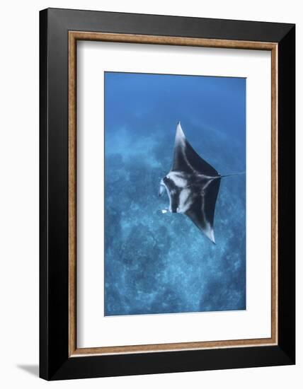 A Large Reef Manta Ray Swims Through Clear Water in Raja Ampat-Stocktrek Images-Framed Photographic Print