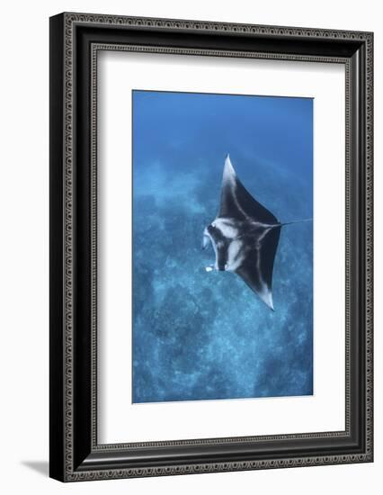 A Large Reef Manta Ray Swims Through Clear Water in Raja Ampat-Stocktrek Images-Framed Photographic Print