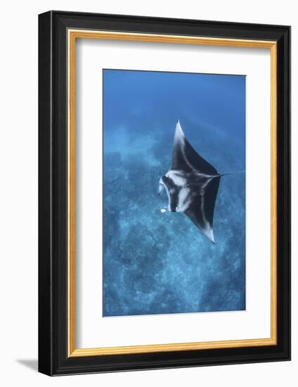 A Large Reef Manta Ray Swims Through Clear Water in Raja Ampat-Stocktrek Images-Framed Photographic Print