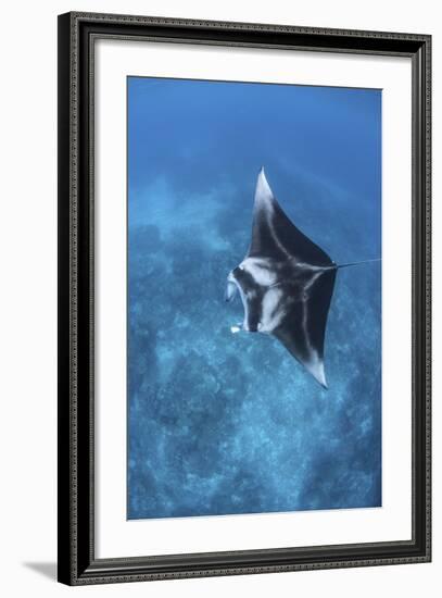 A Large Reef Manta Ray Swims Through Clear Water in Raja Ampat-Stocktrek Images-Framed Photographic Print